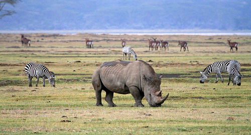 12-days-kenya-tanzania-amazing-wildlife-safari