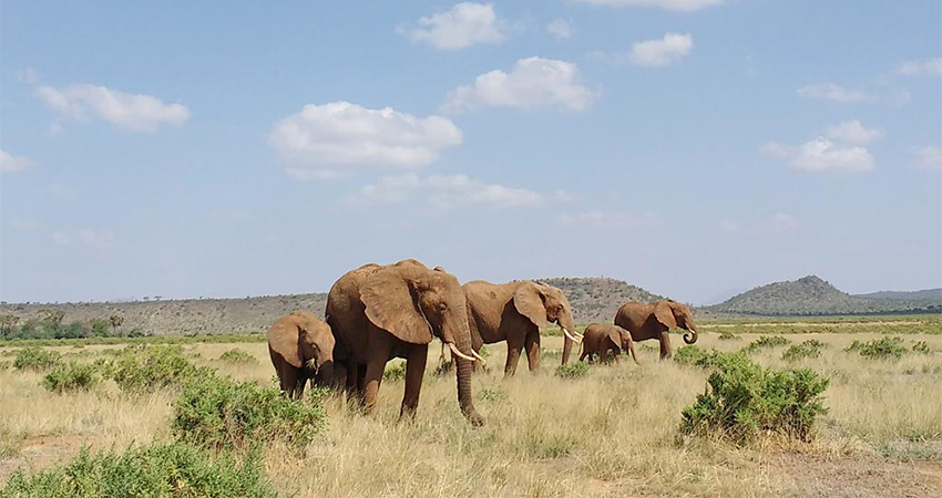3-days-amazing-samburu-national-reserve-group-joining-safari-book-now