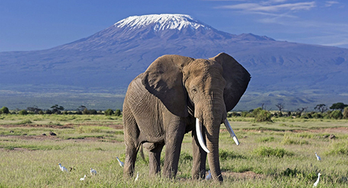 3-days-amboseli-national-park-safari