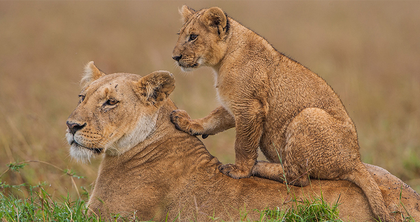 4-days-amazing-lake-nakuru-masai-mara-group-joining-safari