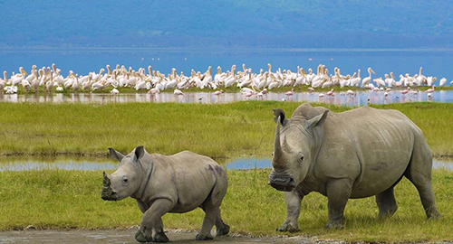 4-days-amazing-lake-nakuru-masai-mara-safari
