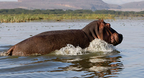 6-days-amboseli-lake-naivasha-masai-mara-safari