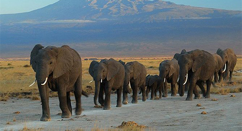 7-days-amboseli-lake-nakuru-masai-mara-budget-safari