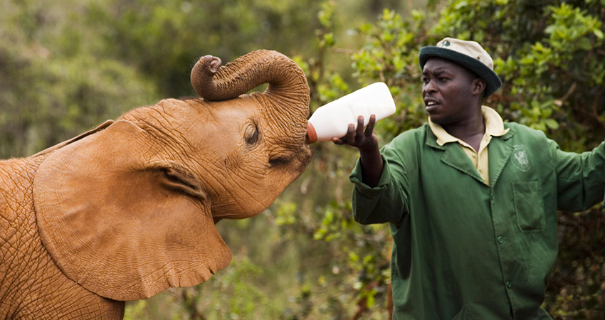 daphne-sheldrick-elephant-orphanage-day-trip