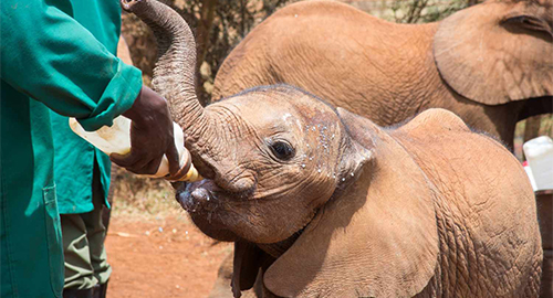 daphne-sheldrick-elephant-orphanage-day-trip