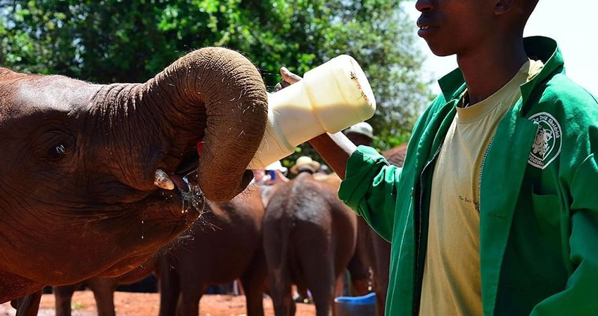 david-sheldrick-elephant-orphanage-the-giraffe-center-nairobi