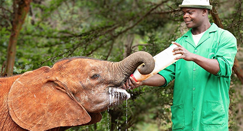 david-sheldrick-elephant-orphanage-the-giraffe-center-nairobi