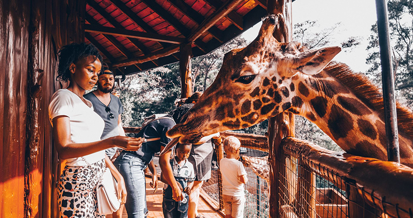 nairobi-full-day-trip-david-sheldrick-elephant-orphanage-nairobi-national-park-the-giraffe-center