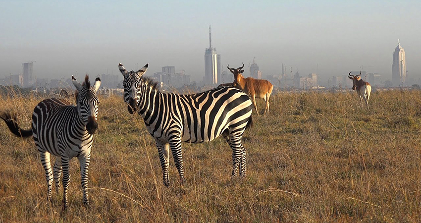nairobi-national-park-1-day-tour