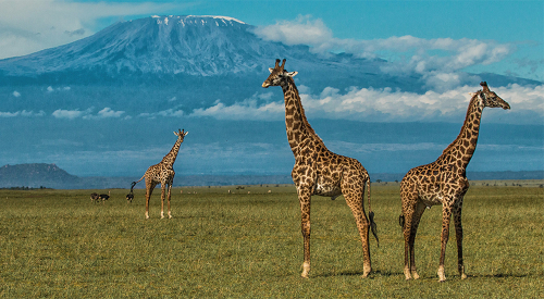 affordable-10-days-amboseli-safari-package