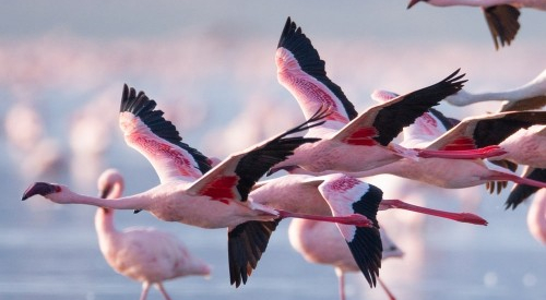 10-days-kenya-tanzania-amazing-wildlife-safari