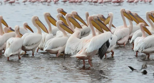 3-day-lake-nakuru-national-park-safari