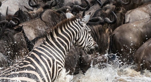 4-days-great-masai-mara-luxury-migration-safari