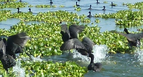 4-days-lake-naivasha-masai-mara-safari