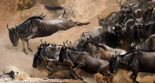 4-days-great-masai-mara-migration-safari