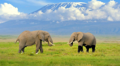 6-days-amboseli-aberdares-lake-nakuru-masai-mara-luxury-safari