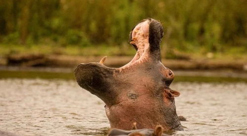 6-days-amboseli-lake-naivasha-masai-mara-luxury-safari