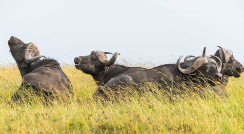 6-days-masai-mara-lake-nakuru-amboseli-safari