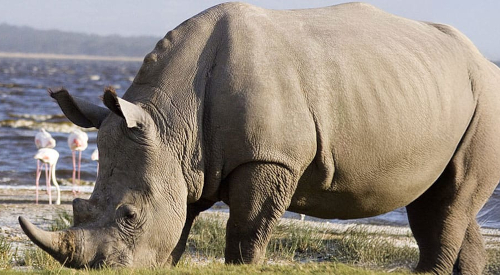 6-days-masai-mara-lake-nakuru-amboseli-luxury-camping-safari