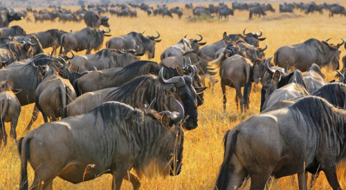 6-days-migration-kenya-tanzania-safari