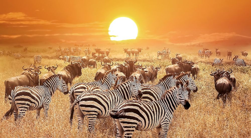 7-days-combined-kenya-tanzania-camping-safari