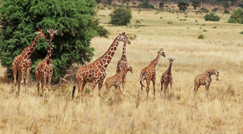 7-days-incredible-aberdares-safari-package