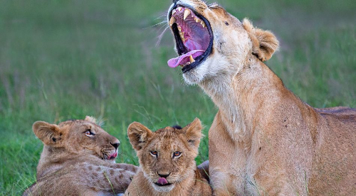 8-days-tsavo-east-tsavo-west-amboseli-lake-naivasha-masai-mara-luxury-safari