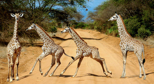8-days-tsavo-east-tsavo-west-amboseli-lake-nakuru-masai-mara-luxury-safari