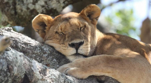 9-days-amboseli-serengeti-lake-manyara-ngorongoro-crater-safari