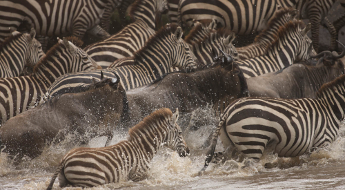 9-days-masai-mara-serengeti-national-park-ngorongoro-crater-safari