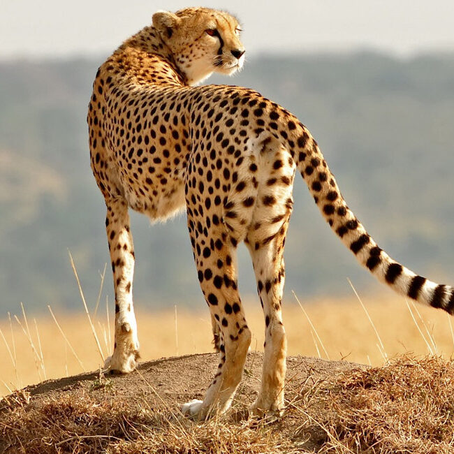 Cheetah Smart Africa
