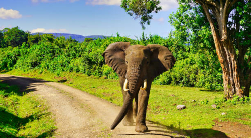 https://www.smartafricaexpeditions.com/7-days-aberdare-samburu-lake-nakuru-masai-mara-family-safari/
